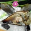 Sò mai sống, thơm ngon bổ dưỡng